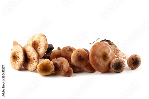 Honey agaric mushrooms