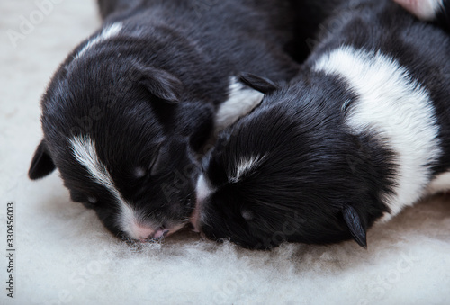 Two adorable newborn border collie puppies lying together