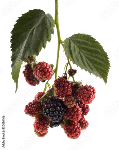 Blackberry cluster with leaves