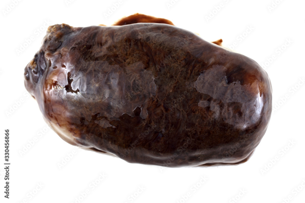 Obraz premium Sea cucumber (cucumaria)