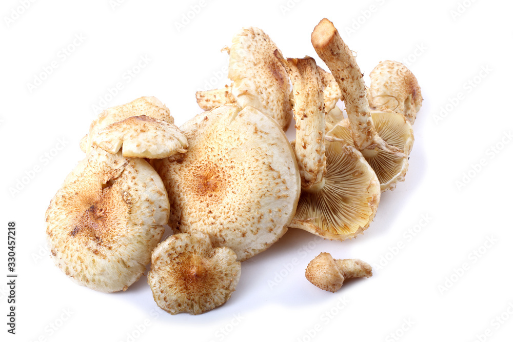 Honey agaric mushrooms (Pholiota squarrosa variety)