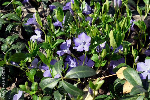 Periwinkle small is an evergreen creeping plant.