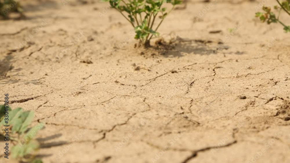 Arid Cracked Ground Rack Focus To Plant Tilt Up Arid Cracked Ground Rack Focus To Plant Tilt Up