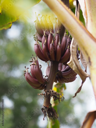 banana have dark red shell Scientific name Musa acuminata , Bananas blossom and results flower fruit on tree in garden on blurred of nature background