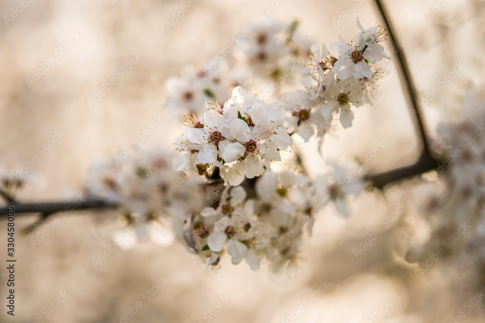 Obraz premium wild mirabelle blossom in springtime