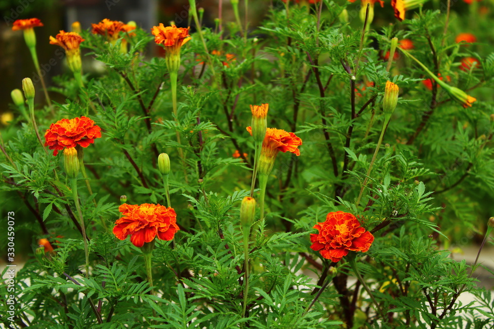 Wild Flower And It's Red Blossom Flower In The Garden