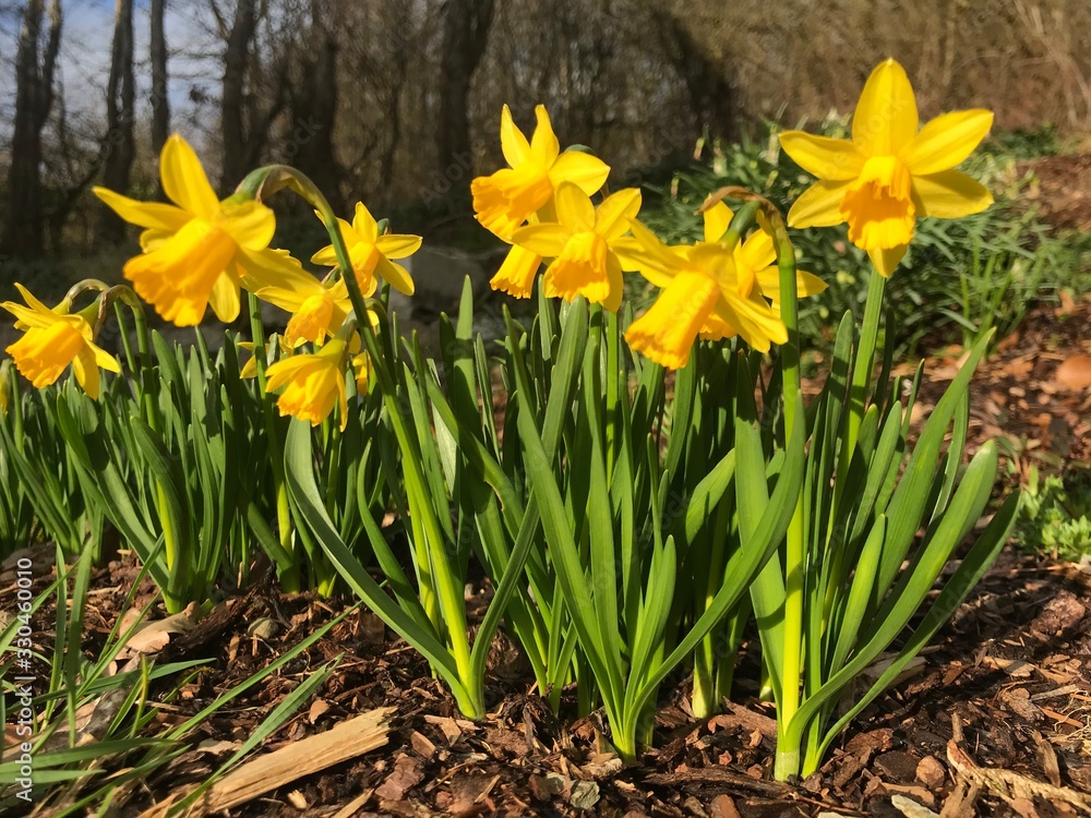 Nahaufnahme von blühenden Osterglocken im Frühling Nahaufnahme von blühenden Osterglocken im Frühling