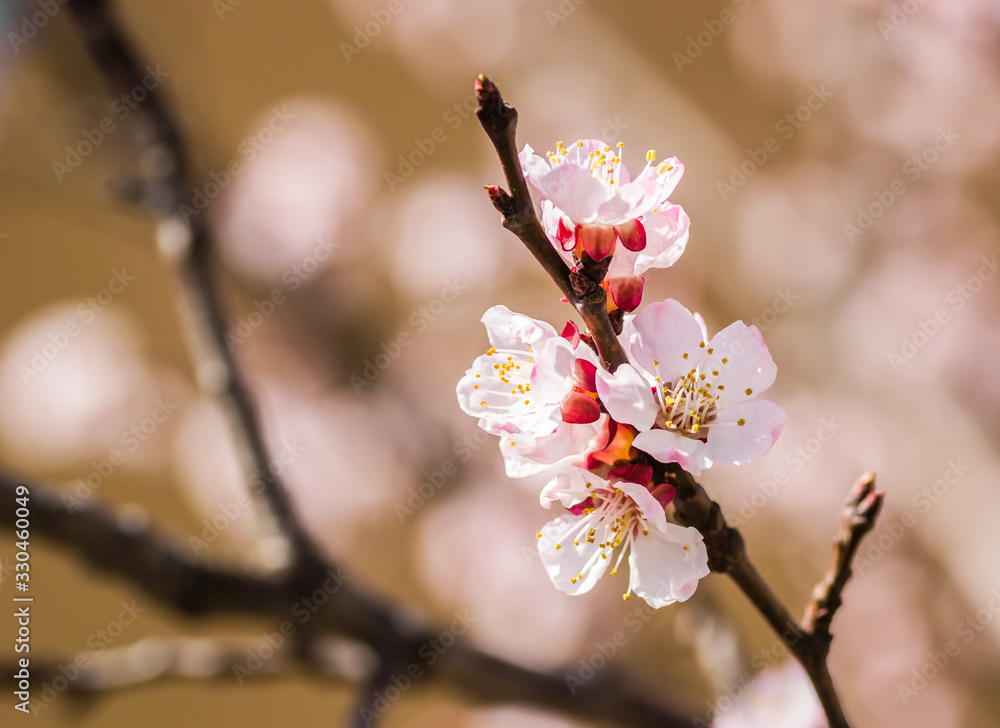 Fototapeta premium Spring flowers young apricot trees 