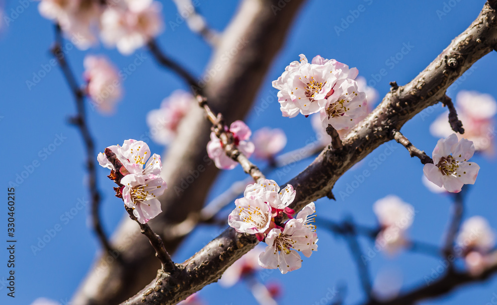 Spring flowers young apricot trees Spring flowers young apricot trees