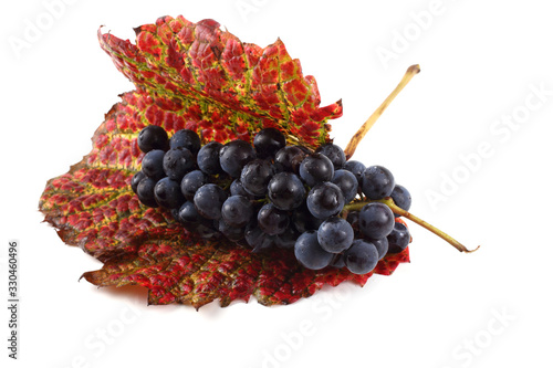 Black wine grape on autumn leaves