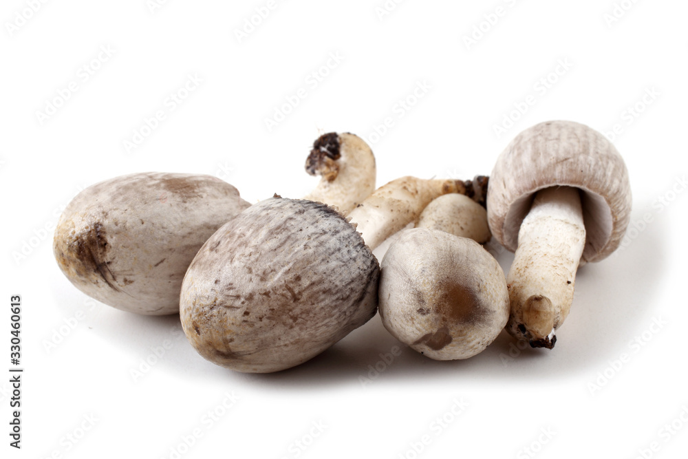 Coprinopsis atramentaria (Inky cap). Chinese medicine use this mushroom. Incompatible with alcohol. Coprinopsis atramentaria (Inky cap). Chinese medicine use this mushroom. Incompatible with alcohol.