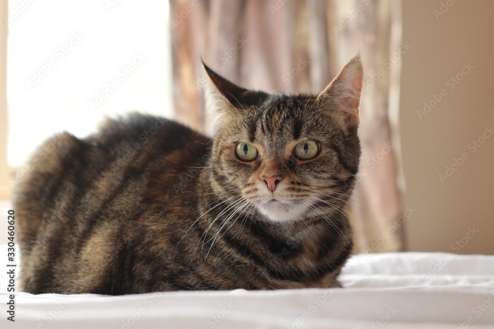 portrait of a cute mature family pet Tabby striped cat resting on a linen bed sheets in a bright room in the family home, Australia