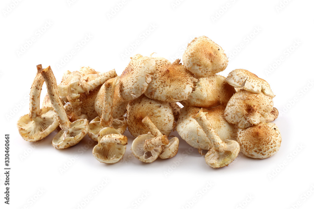 Honey agaric mushrooms (Pholiota squarrosa variety) Honey agaric mushrooms (Pholiota squarrosa variety)