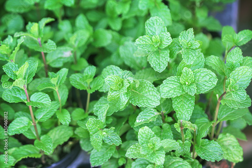 Organic green mints or fresh melissa officinalis texture plants in garden organic closeup vegetable farm background