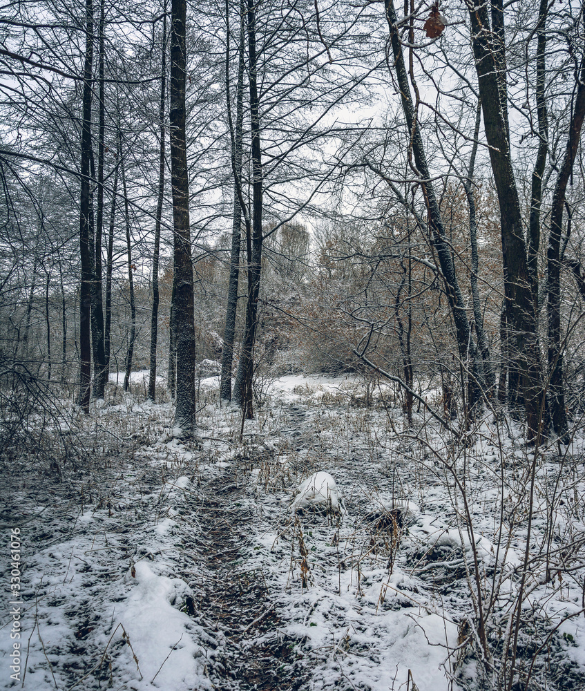 Winter forests Winter forests