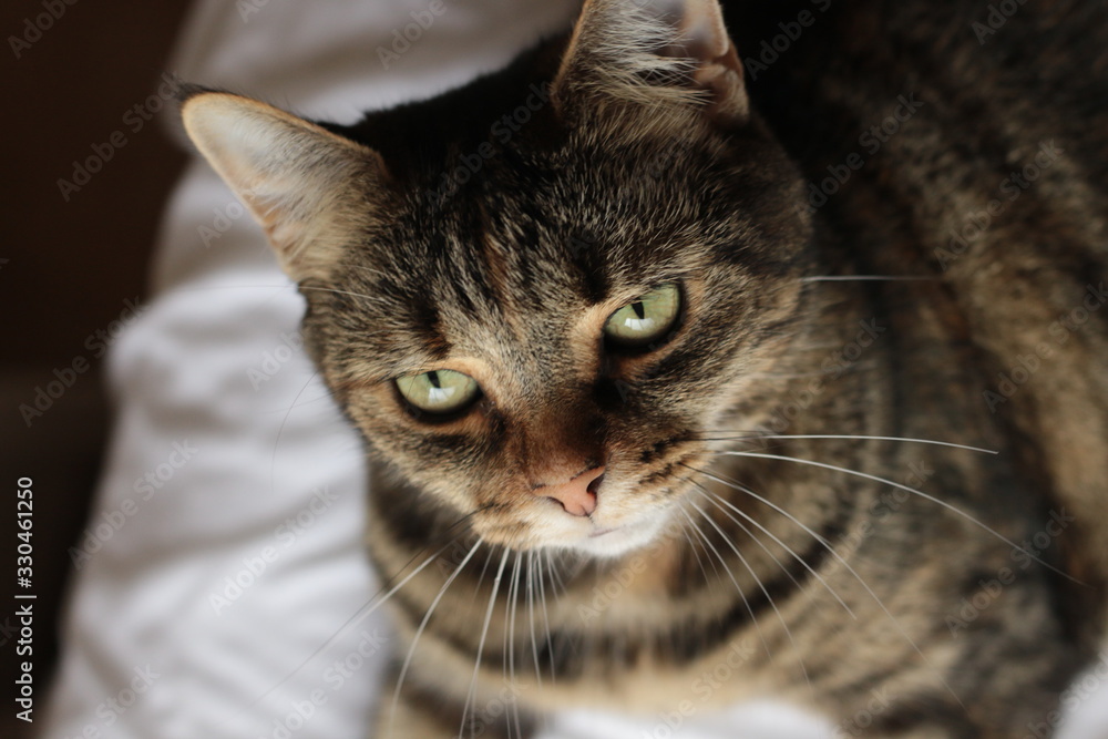 portrait of a cute mature family pet Tabby striped cat resting on a linen bed sheets in a bright room in the family home, Australia