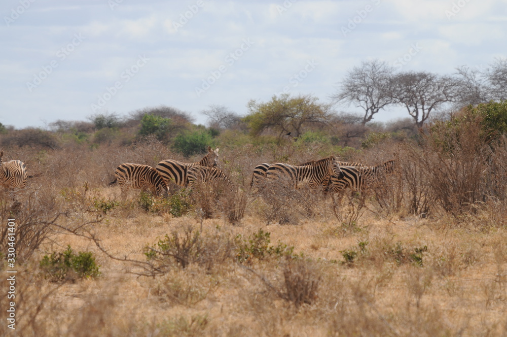 Africas wildlive and landscapes Africas wildlive and landscapes