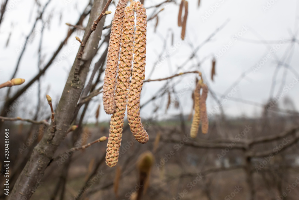 Close-up. Hazel blossoms in early spring, hanging its earrings. Close-up. Hazel blossoms in early spring, hanging its earrings.