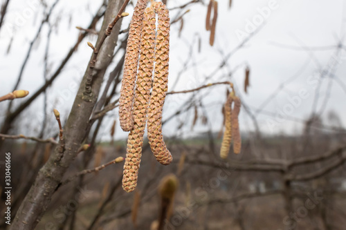 Close-up. Hazel blossoms in early spring, hanging its earrings.