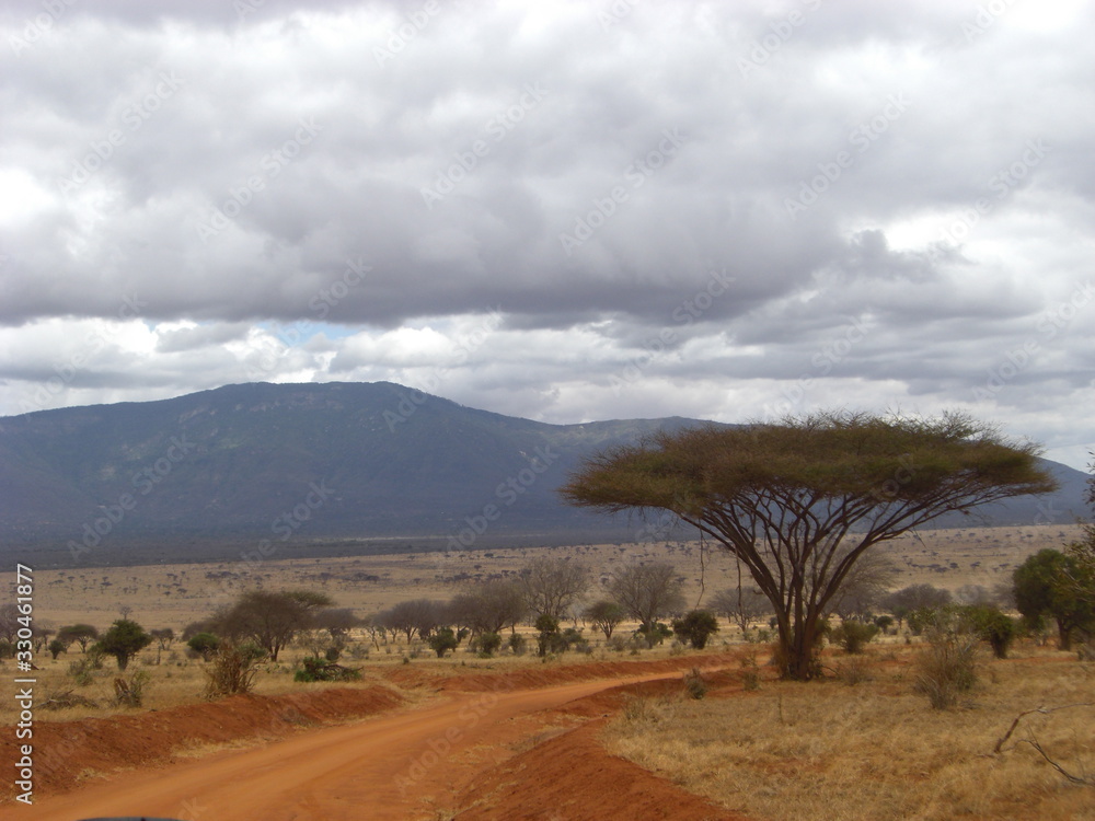 Fototapeta premium Africas wildlive and landscapes