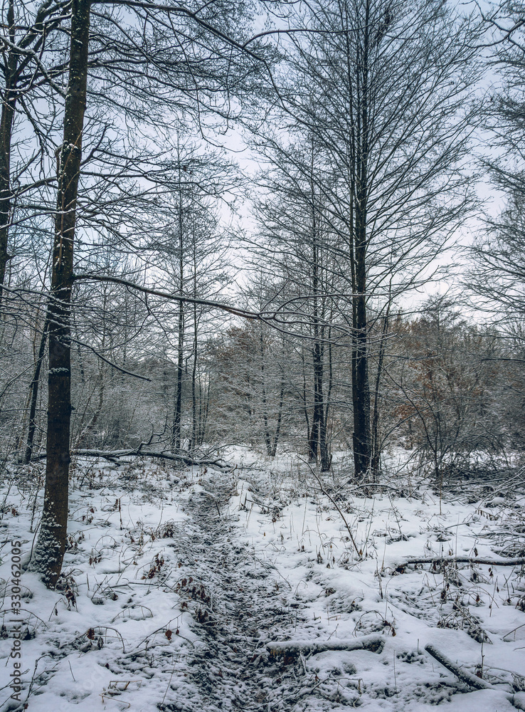 Winter forests Winter forests