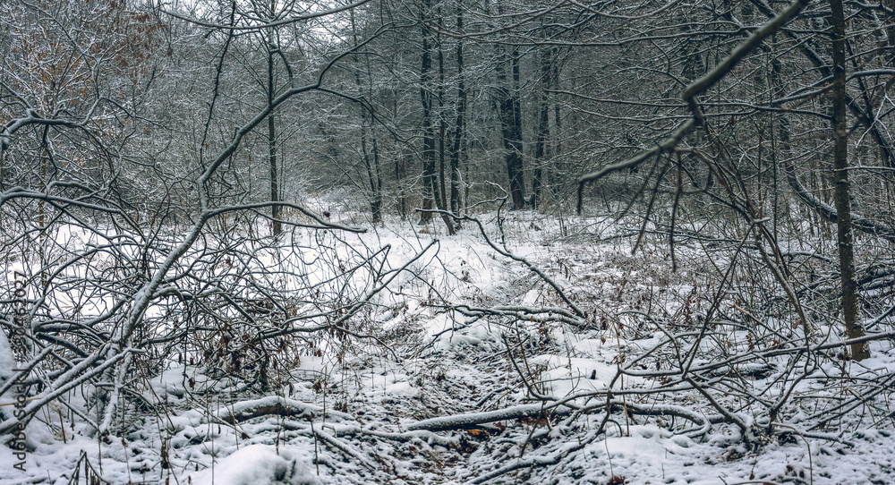 Fototapeta premium Winter forests