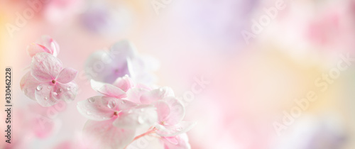 Fototapeta Naklejka Na Ścianę i Meble -  Spring or summer floral composition made of fresh hydrangea flowers on light pastel background. Festive flowers concept with copy space. Soft focus, macro photography.