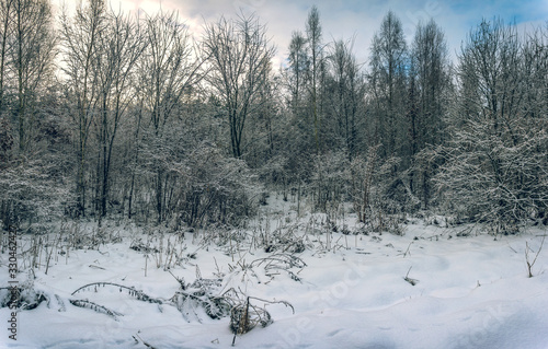 Winter forests © ghostdom
