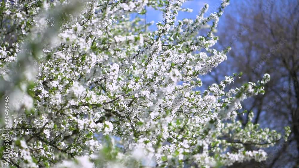 Beautiful flowering tree In the spring. Flowers in April time in the sun. Stock background in nature Beautiful flowering tree In the spring. Flowers in April time in the sun. Stock background in nature