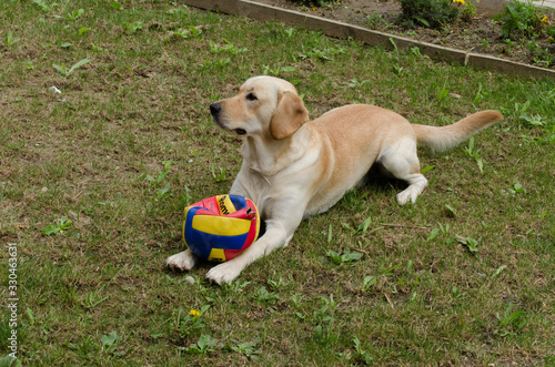 labrador and his football ball 