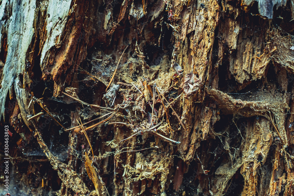 Old rotten wood with dirt and spiderweb