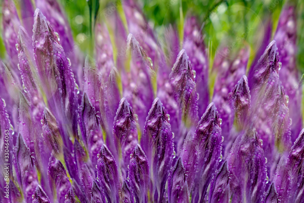 Fototapeta premium Spring background. Soft focus of the field with crocus flowers