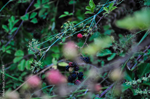 walking around open spaces with woods and flowers