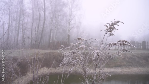 Wallpaper Mural Beautiful twigs of plants in hoarfrost on a background of heavy fog. Stock background for your video. Spring Autumn sad atmosphere Torontodigital.ca