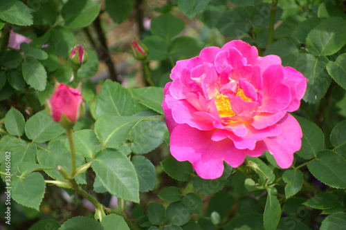 Pink camellia                  