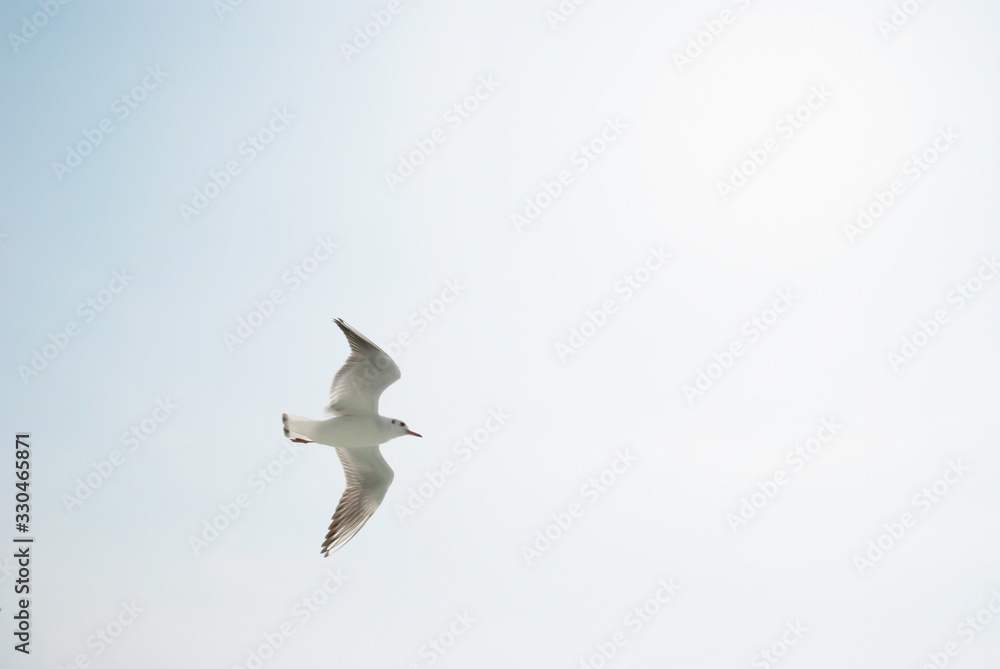 Obraz premium 空を舞うカモメ