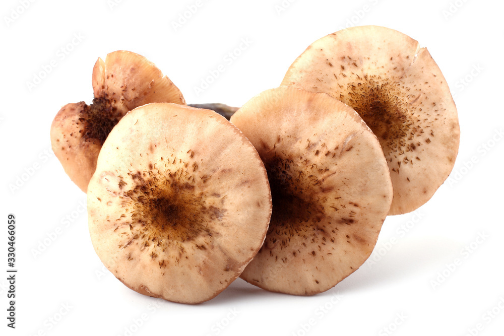 Honey agaric mushrooms Honey agaric mushrooms