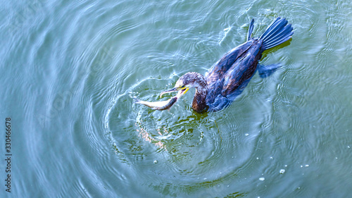 cormoran fishing in Danube
