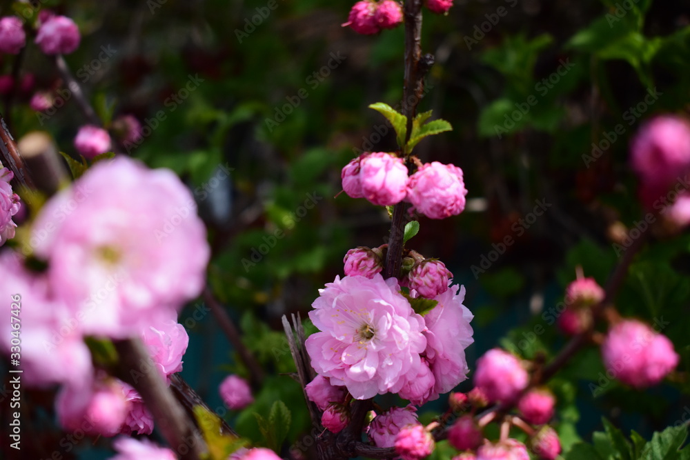 beautiful pink fragrant flowers bloom in spring, beautiful pink fragrant flowers bloom in spring,