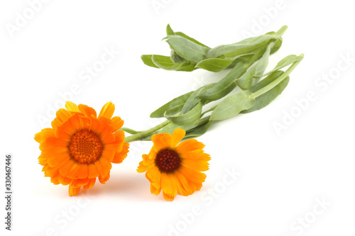 Two calendula flowers