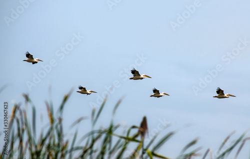 pelicans at Danube delta
