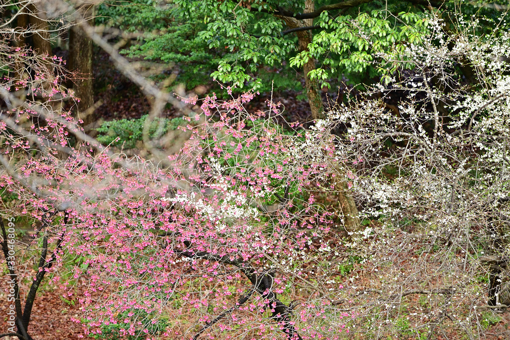 Fototapeta premium The cherry trees started blossoming all at once