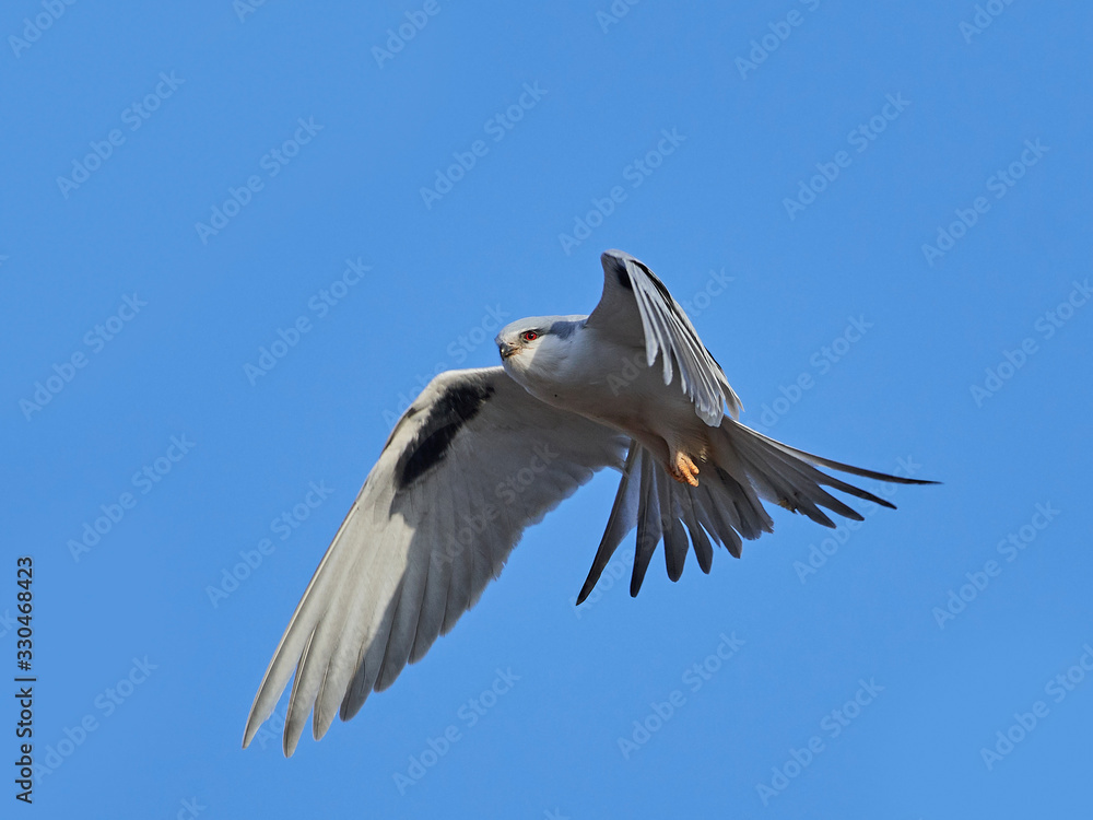 Obraz premium African swallow-tailed (Chelictinia riocourii) in flight