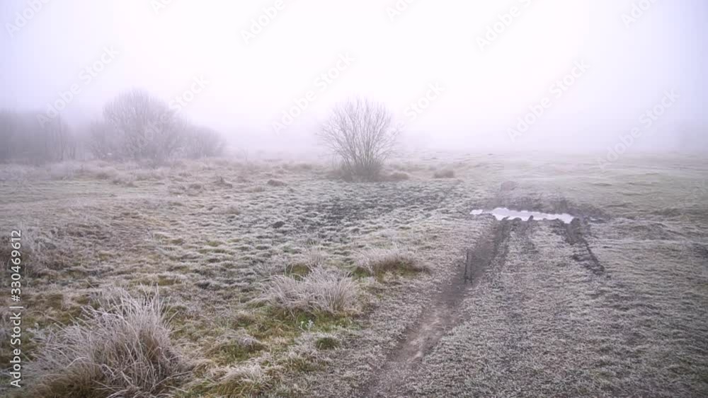 Beautiful twigs of plants in hoarfrost on a background of heavy fog. Stock background for your video. Spring Autumn sad atmosphere Beautiful twigs of plants in hoarfrost on a background of heavy fog. Stock background for your video. Spring Autumn sad atmosphere