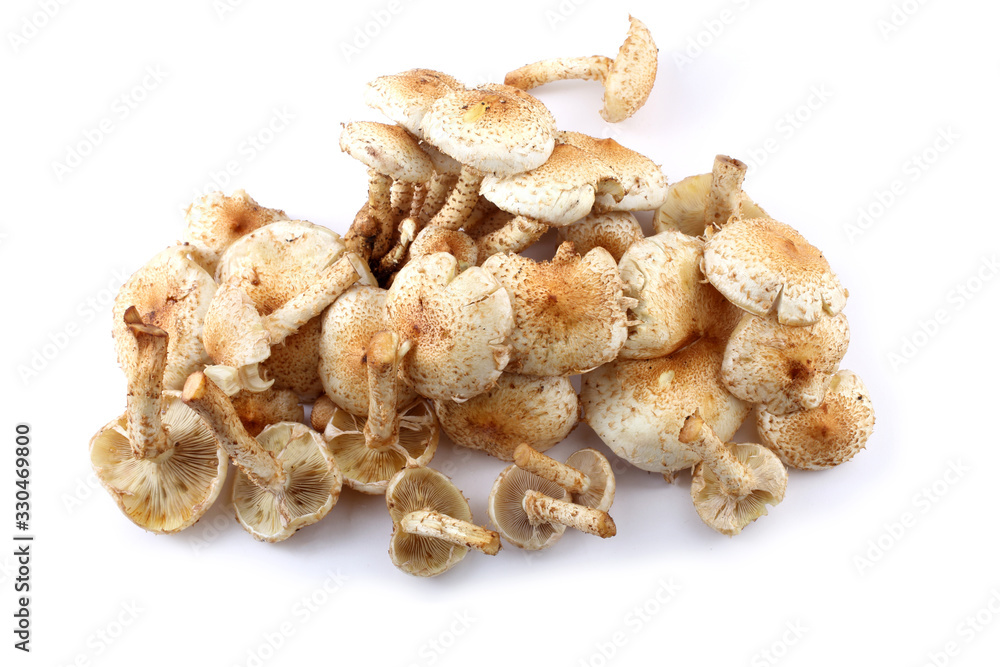 Honey agaric mushrooms (Pholiota squarrosa variety) Honey agaric mushrooms (Pholiota squarrosa variety)