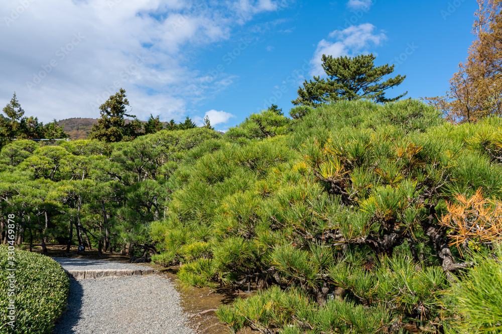 松林のある日本庭園 松林のある日本庭園