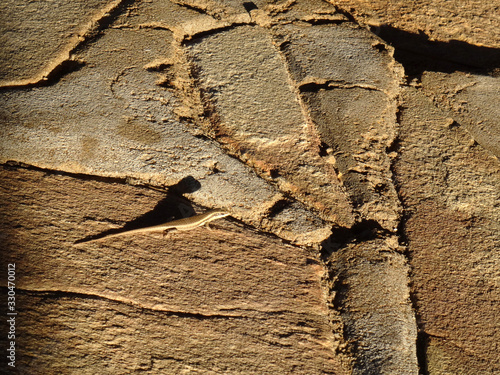 Trachylepis striata wahlbergi