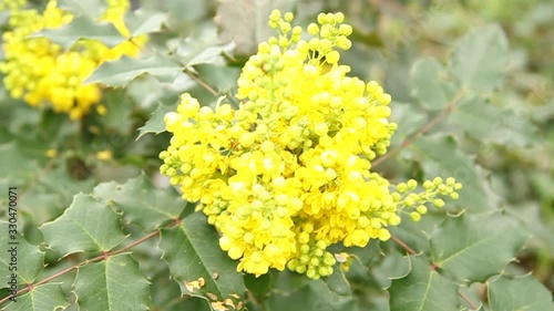 Oregon grape yellow spring flower blossom