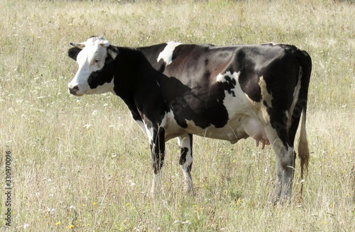 cow with black and white spots grazes on a summer meadow. animals on pasture close-up