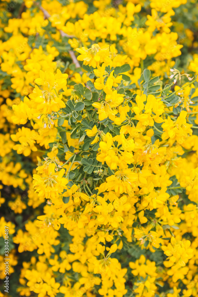 Yellow vibrant colour flowers Yellow vibrant colour flowers